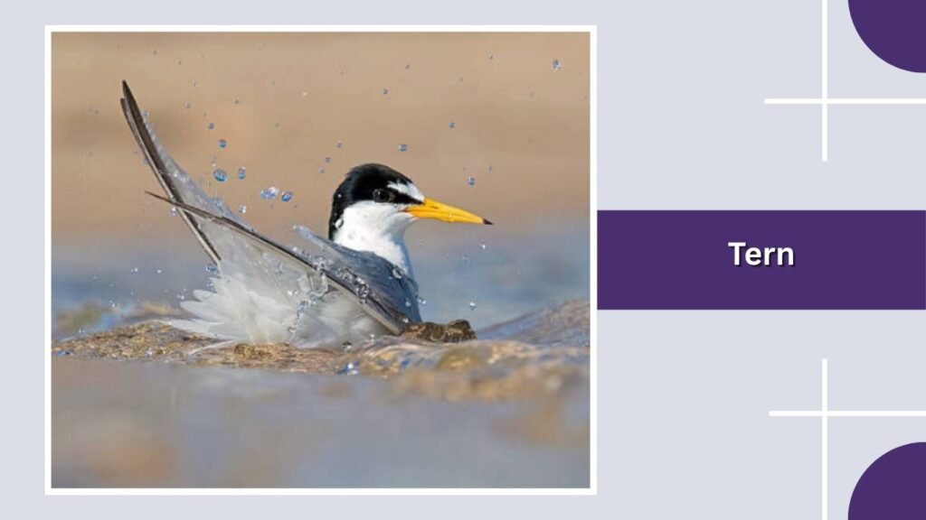  Tern