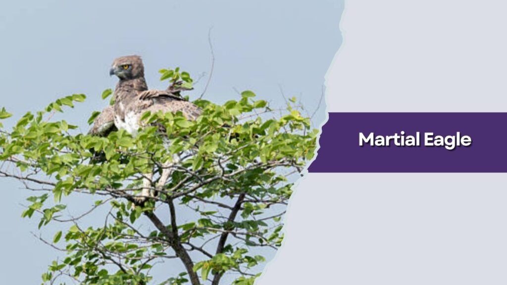 Martial Eagle