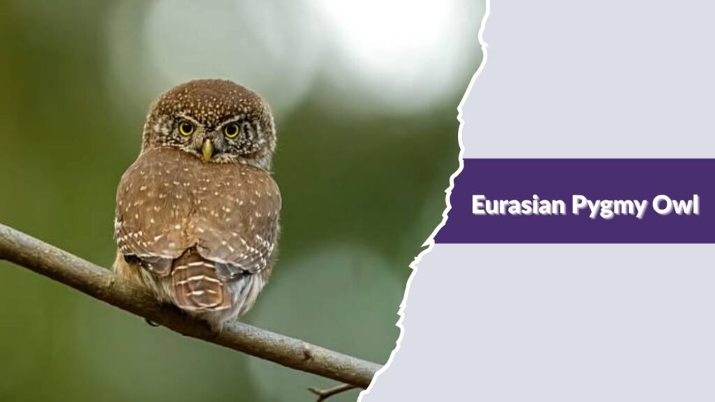 Eurasian Pygmy Owl
