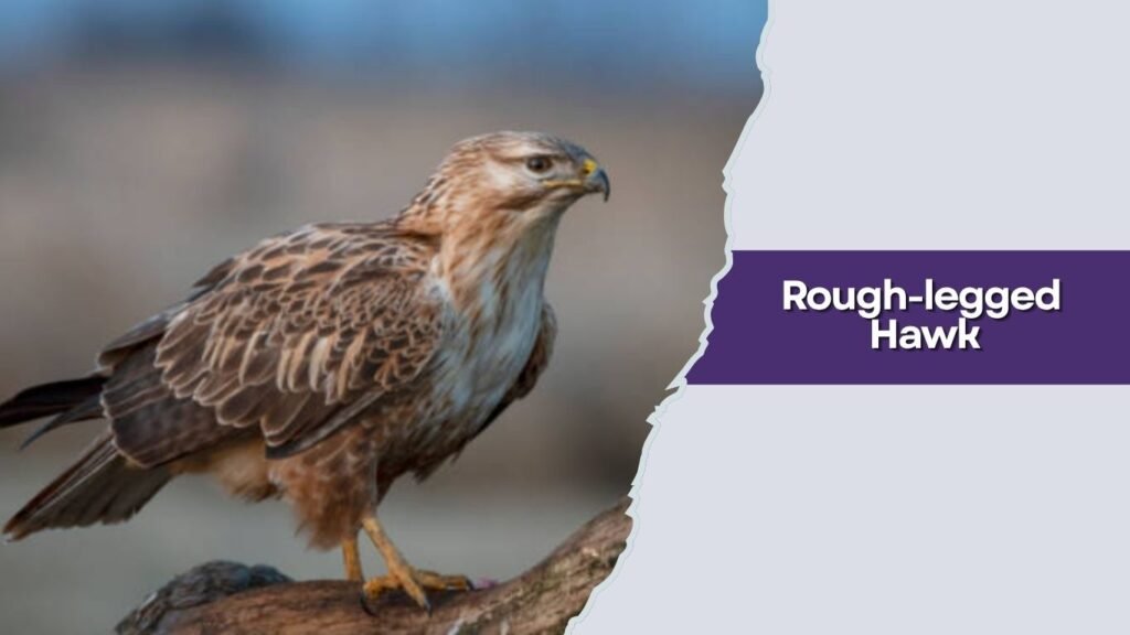  Rough-legged Hawk