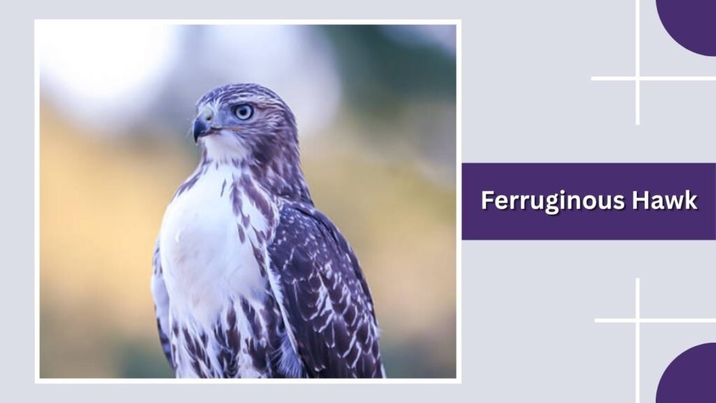 Ferruginous Hawk