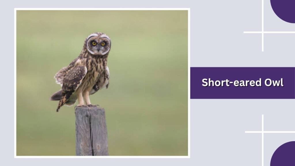 Short-eared Owl