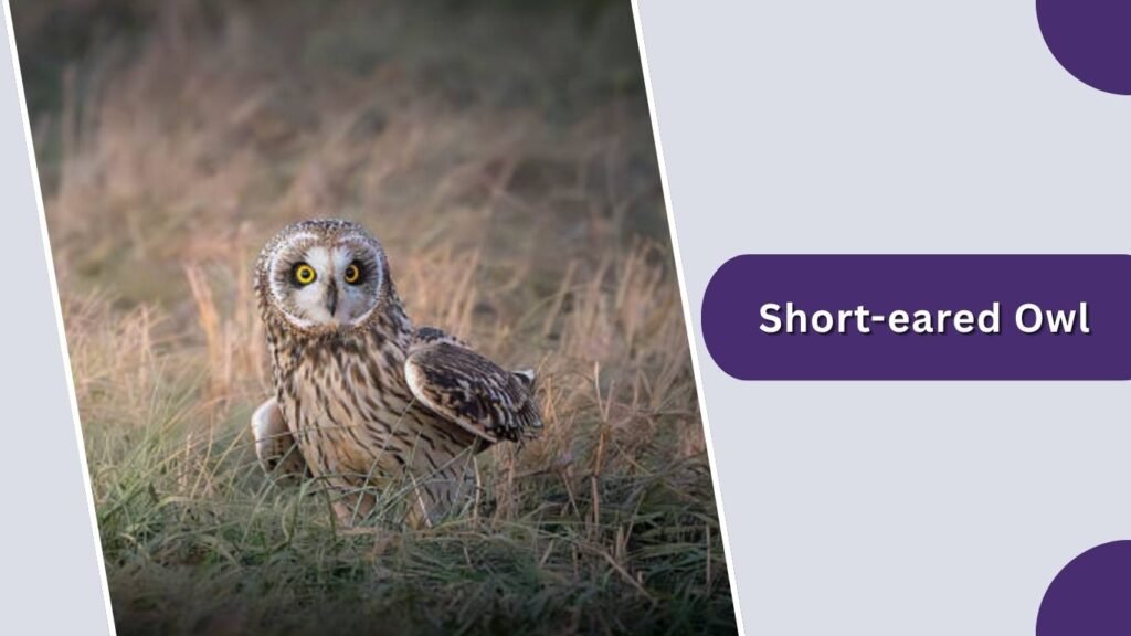 Short-eared Owl