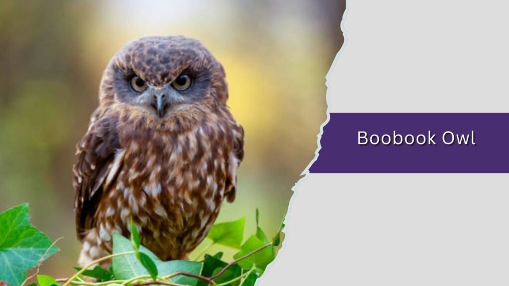  Boobook Owl