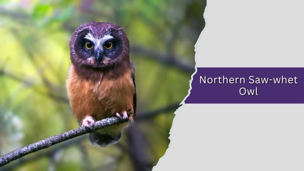 Northern Saw-whet Owl
