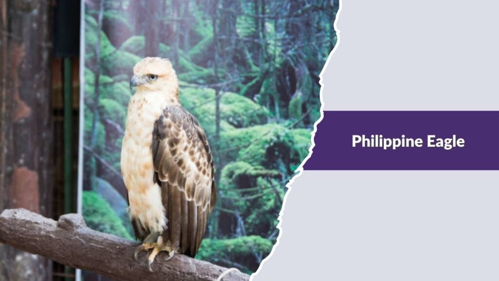 Philippine Eagle