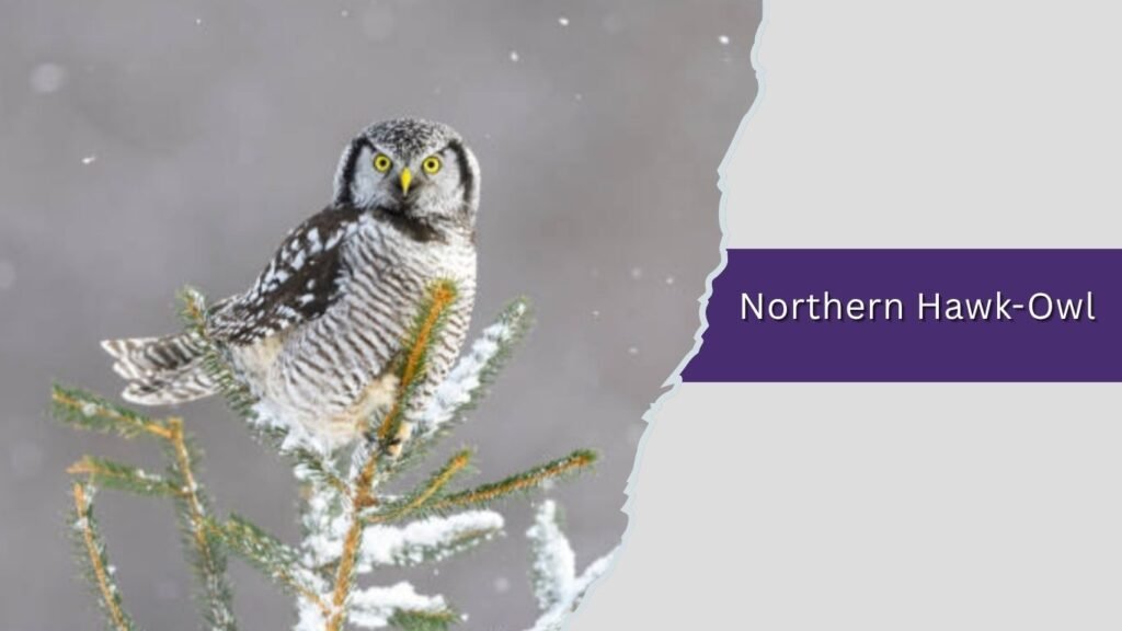  Northern Hawk-Owl