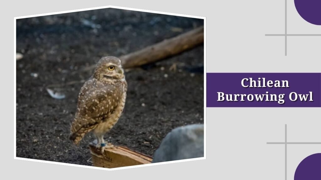 Chilean Burrowing Owl