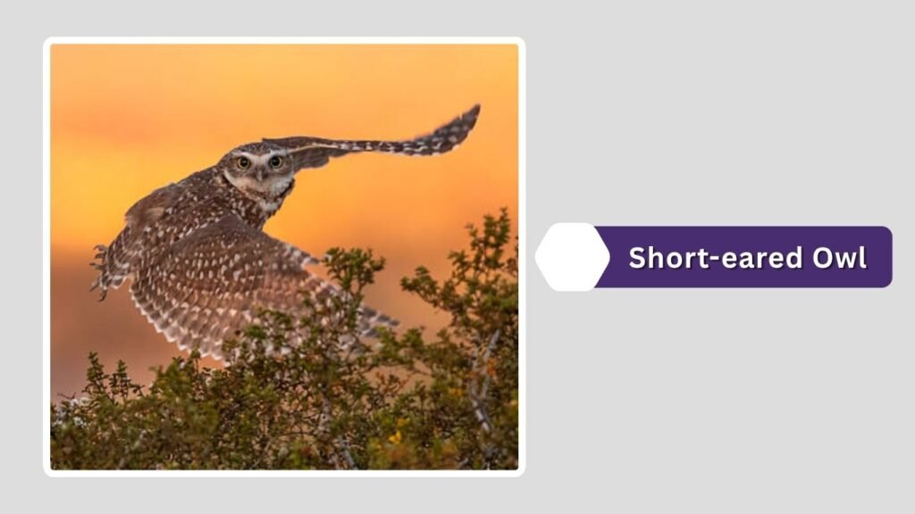 Short-eared Owl