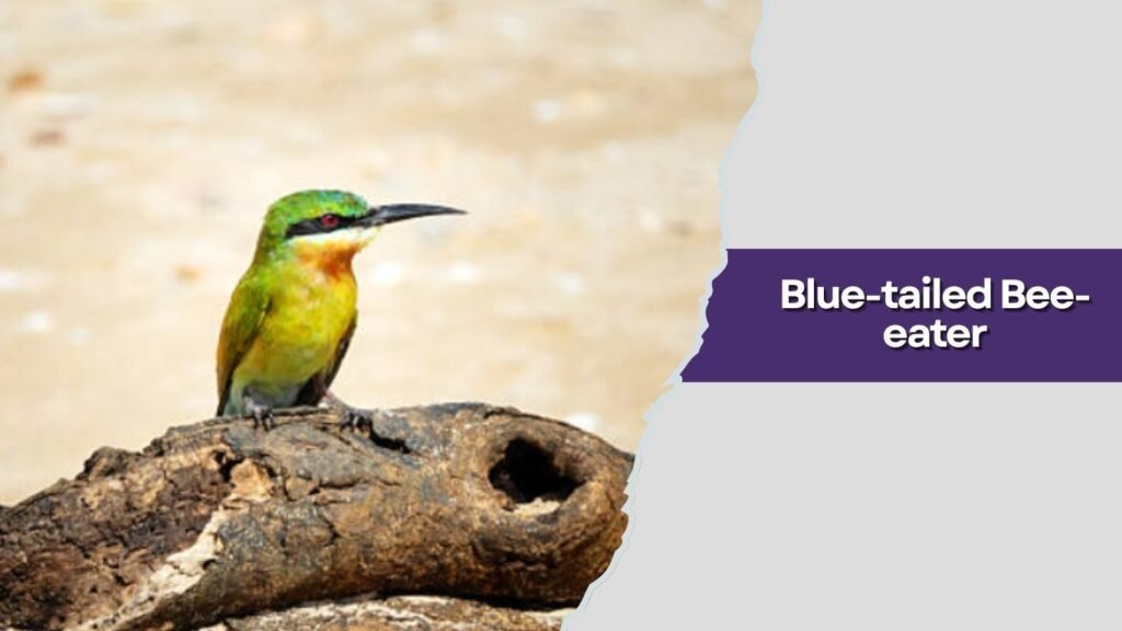  Blue-tailed Bee-eater