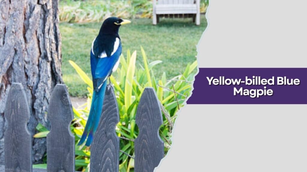 Yellow-billed Blue Magpie