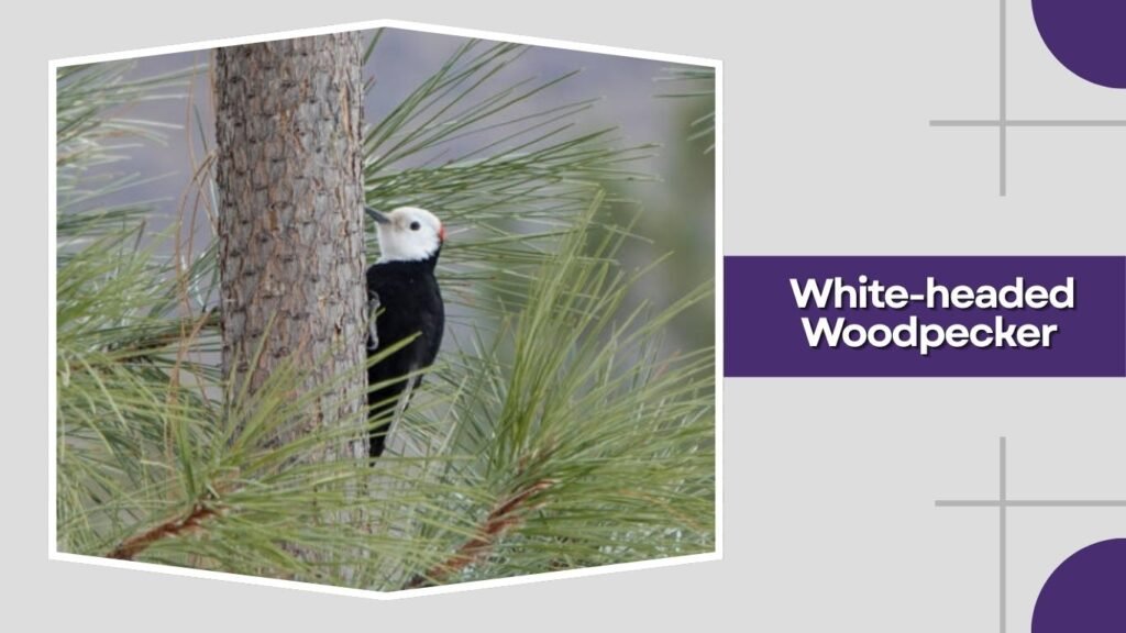  White-headed Woodpecker