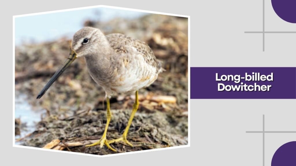  Long-billed Dowitcher