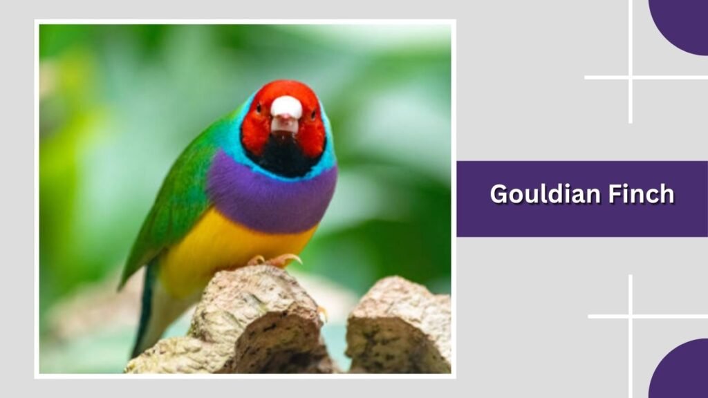 Gouldian Finch