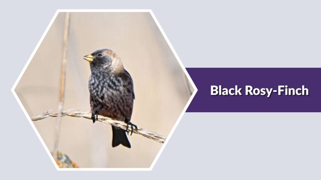  Black Rosy-Finch