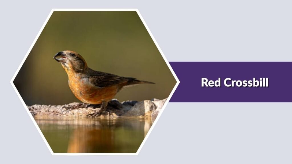 Red Crossbill