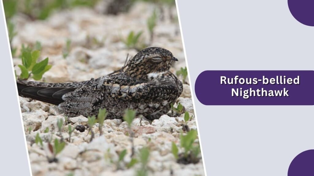 Rufous-bellied Nighthawk