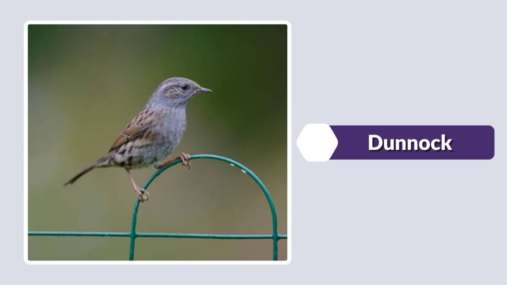 Dunnock