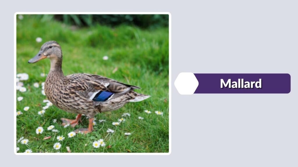  Mallard
