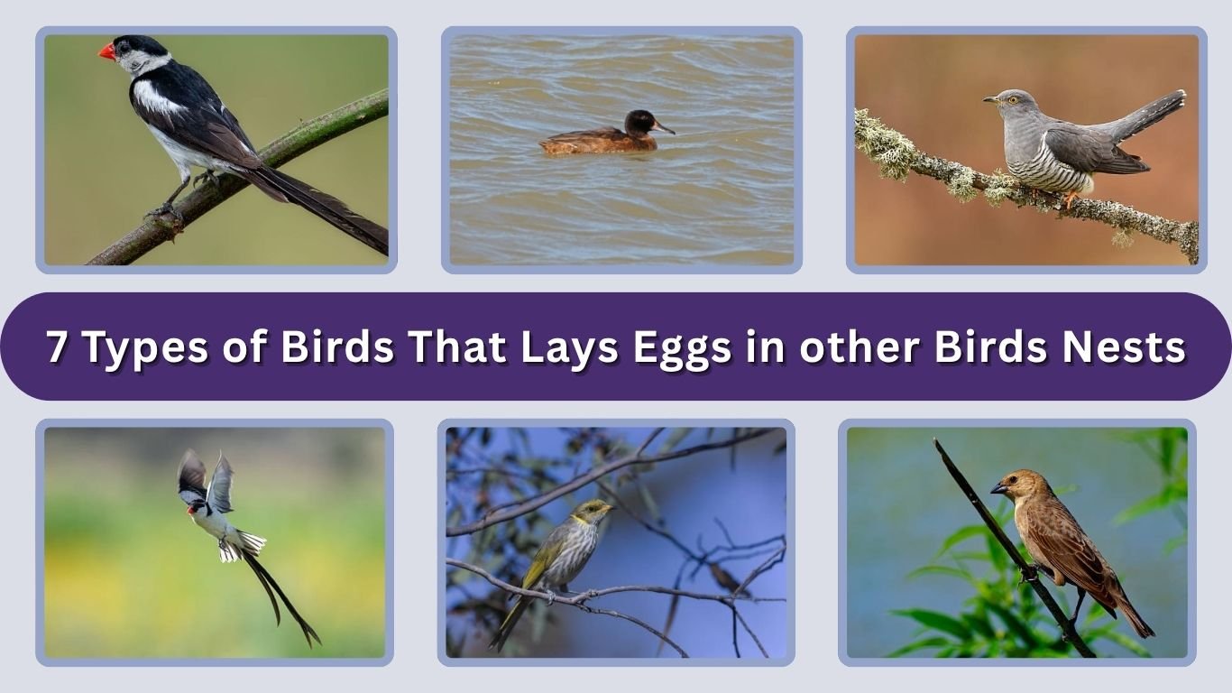 7 Types of Birds That Lays Eggs in other Birds Nests