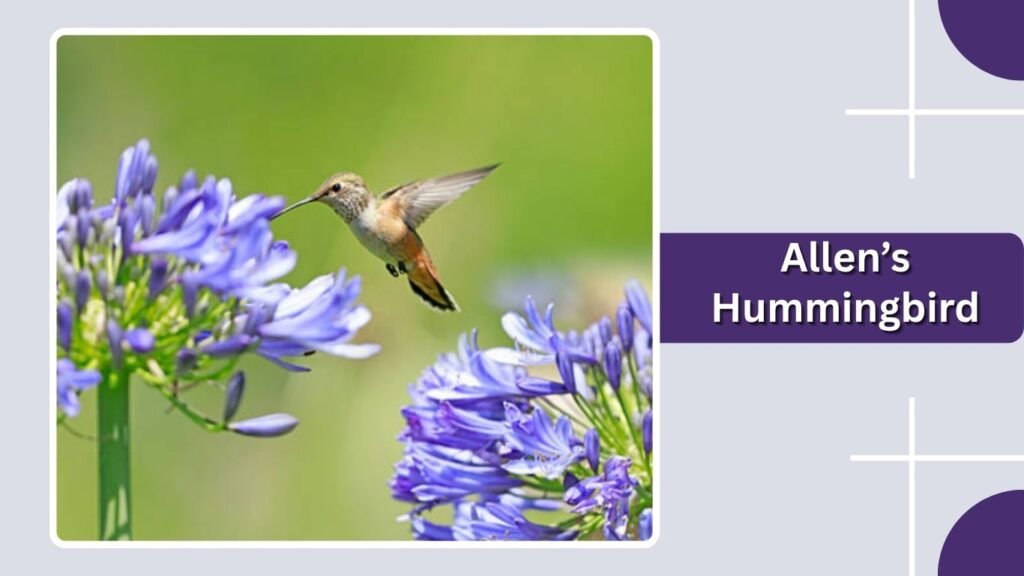 Allen’s Hummingbird
