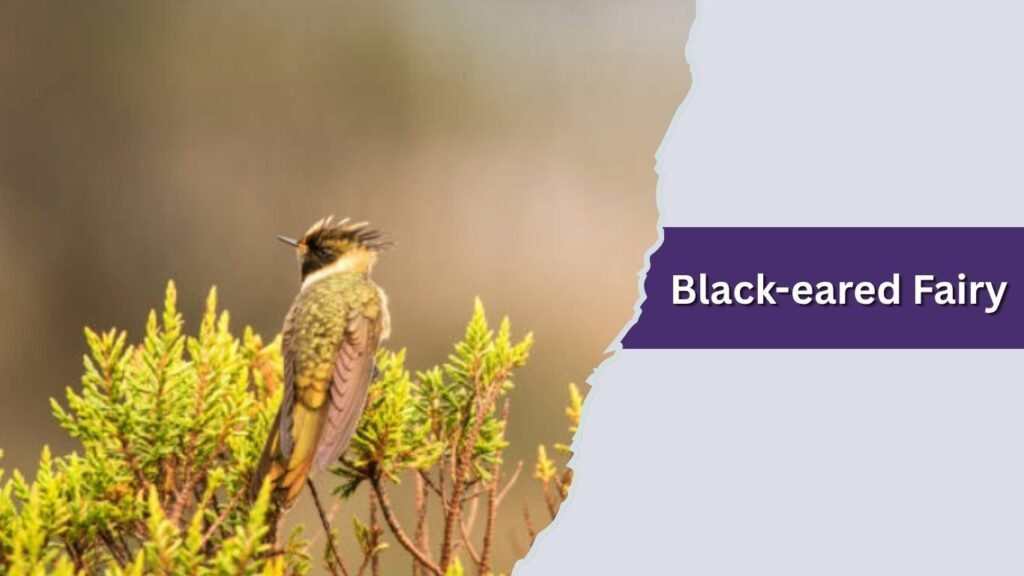 Black-eared Fairy