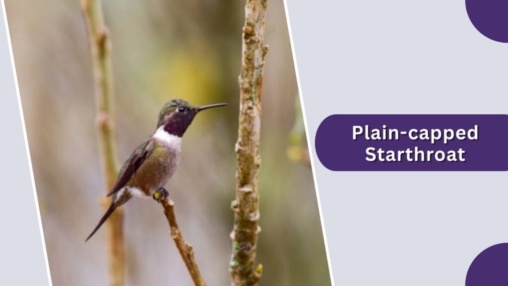  Plain-capped Starthroat