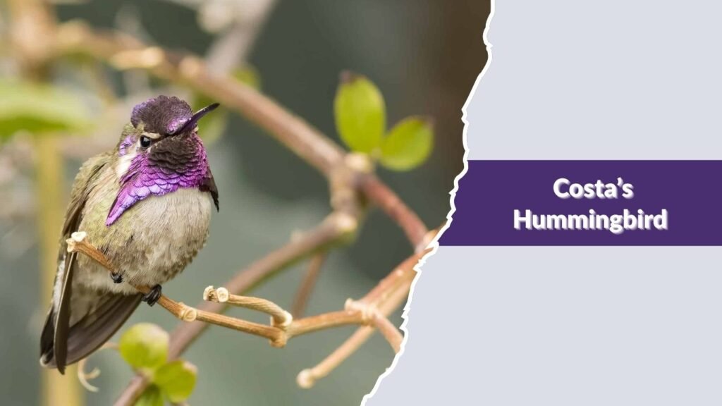 Costa’s Hummingbird