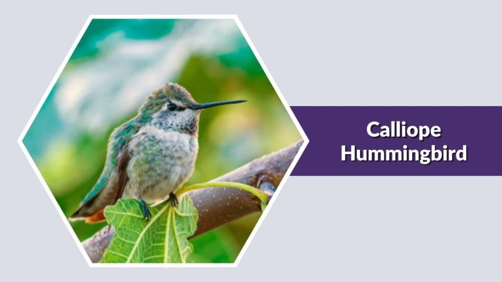  Calliope Hummingbird