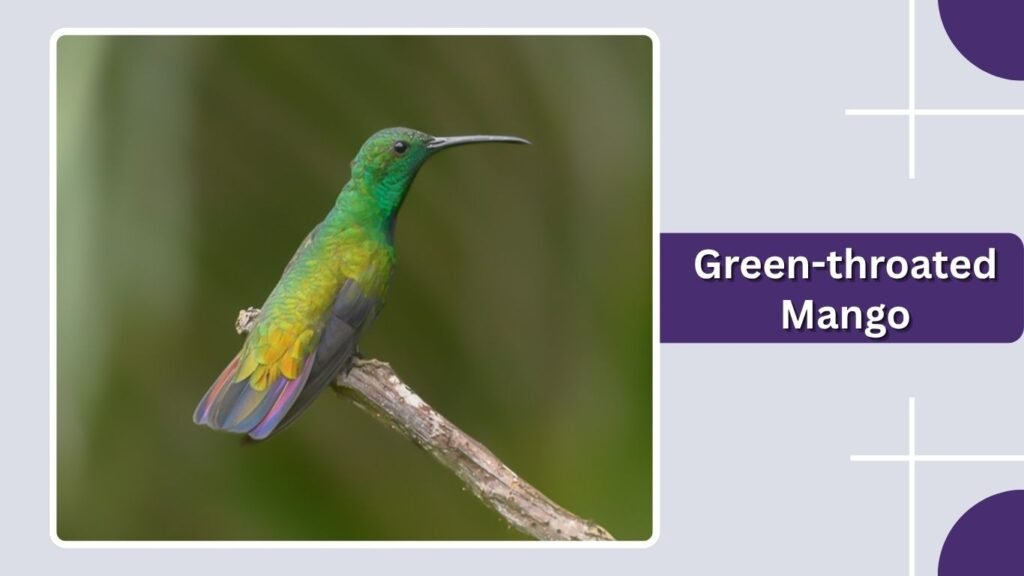Green-throated Mango