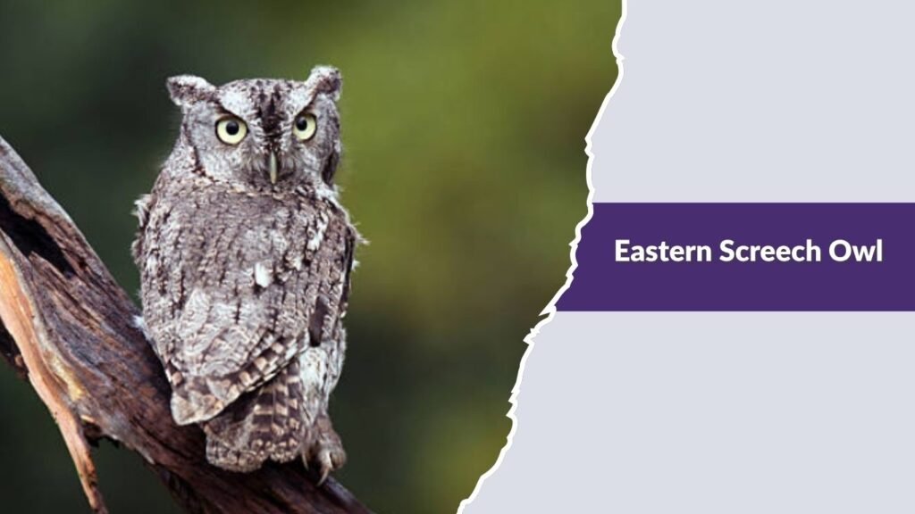 Eastern Screech Owl