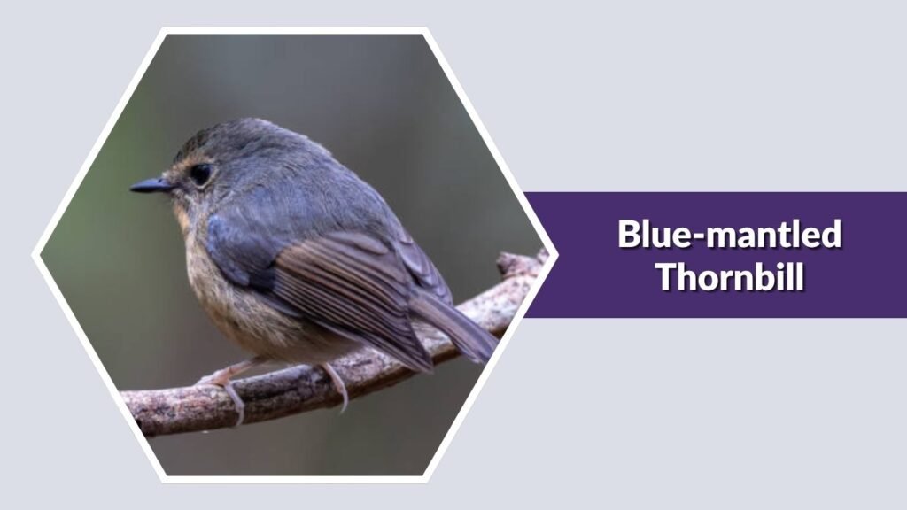Blue-mantled Thornbill