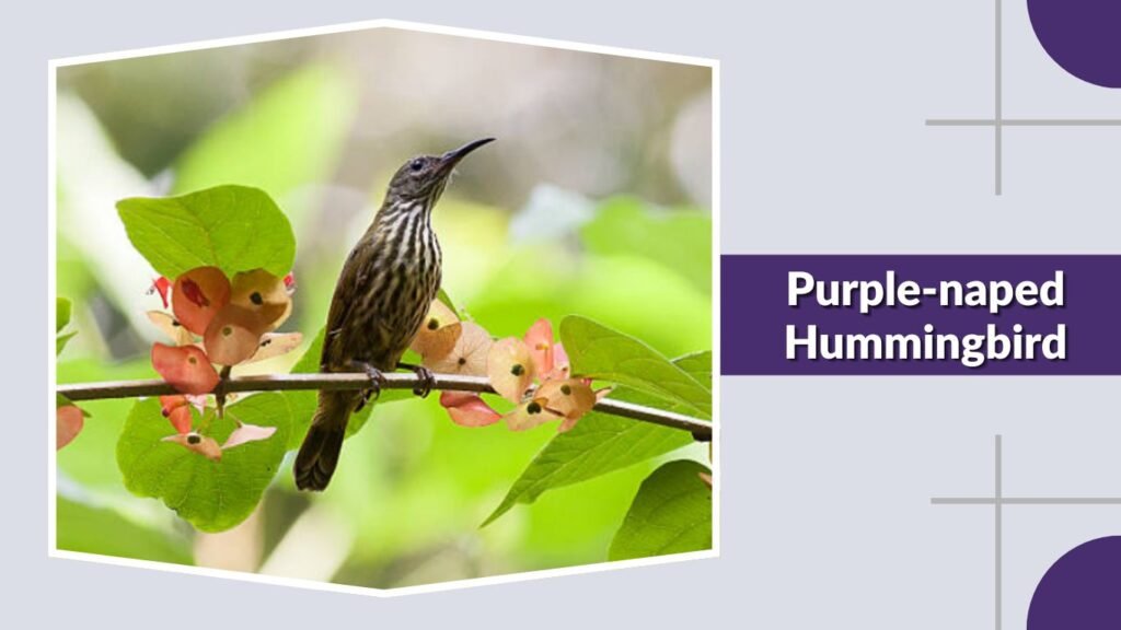 Purple-naped Hummingbird