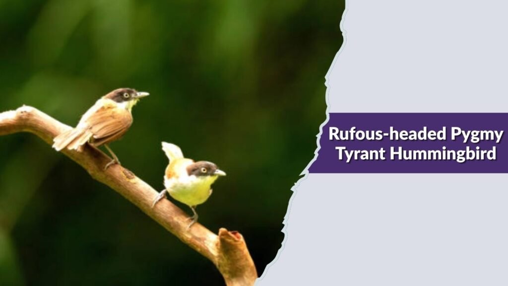  Rufous-headed Pygmy Tyrant Hummingbird