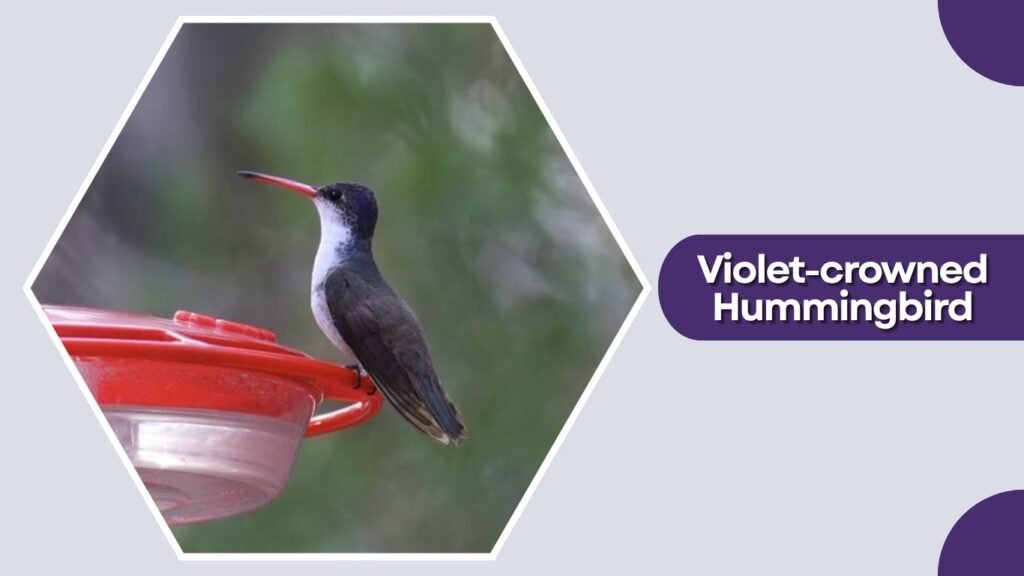 Violet-crowned Hummingbird