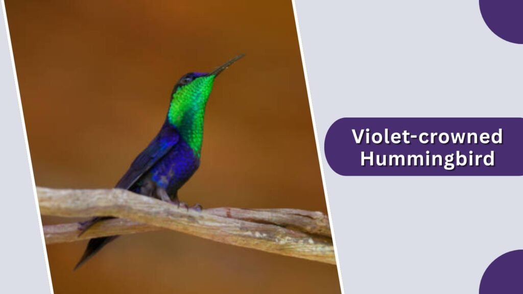 Violet-crowned Hummingbird