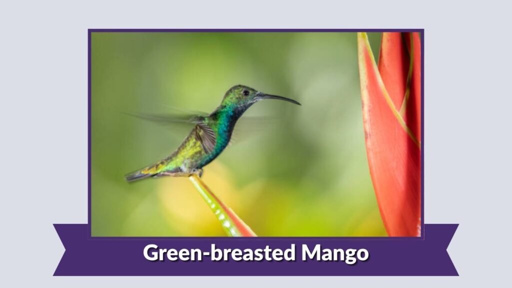 Green-breasted Mango