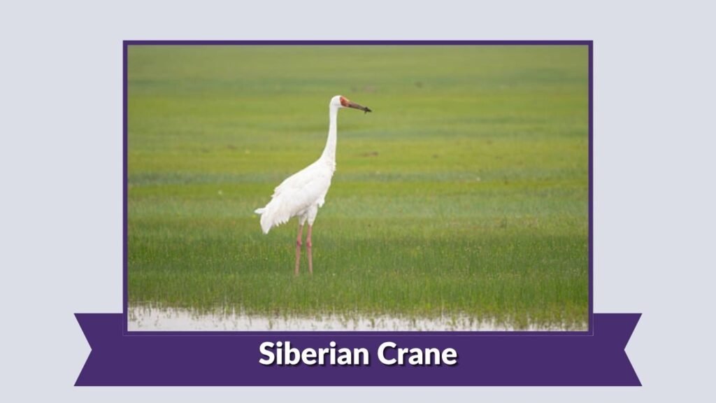 Siberian Crane