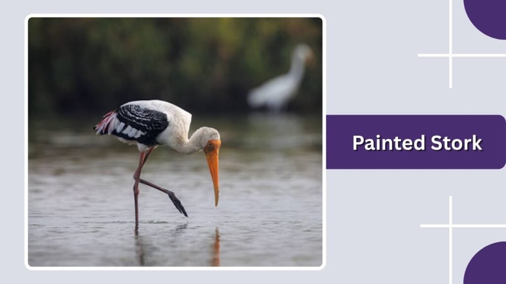 Painted Stork