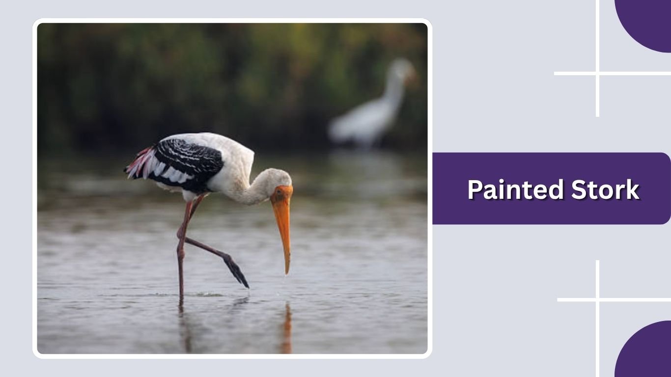 20 Types of Stork Birds: Identification Guide