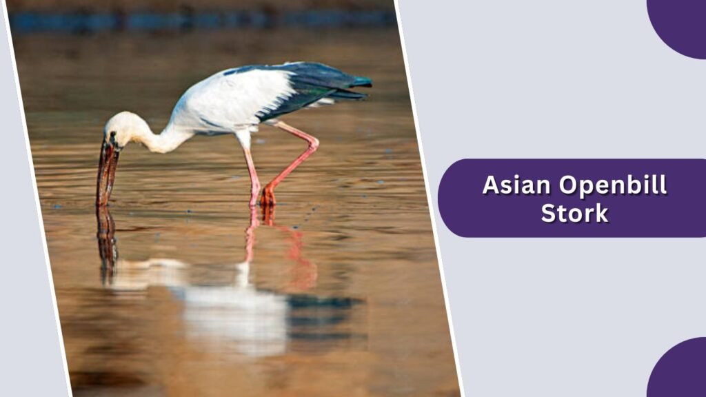 Asian Openbill Stork