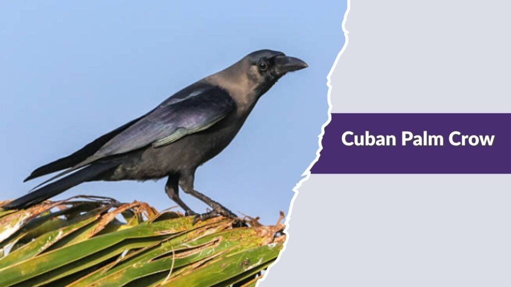 Cuban Palm Crow