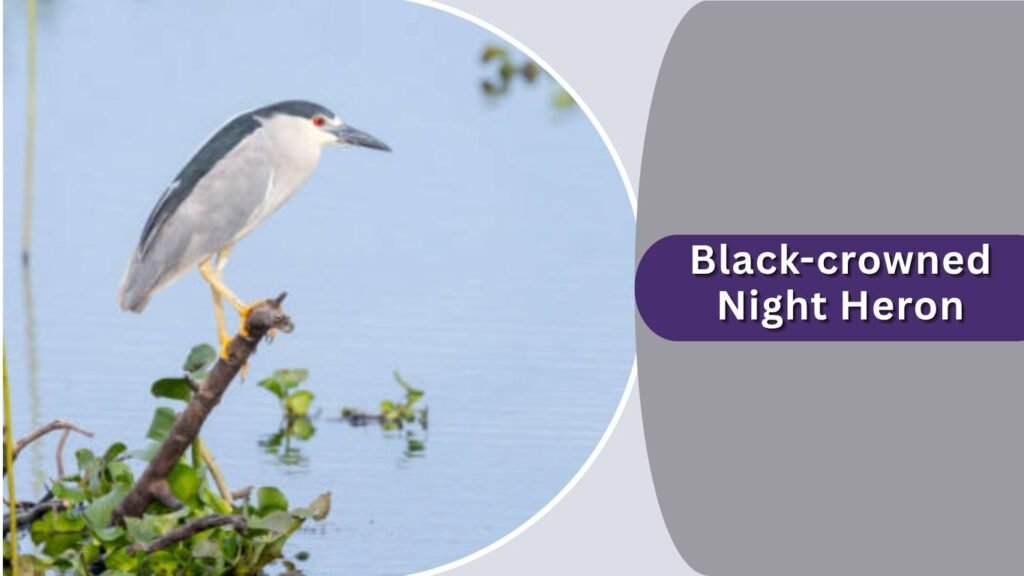 Black-crowned Night Heron