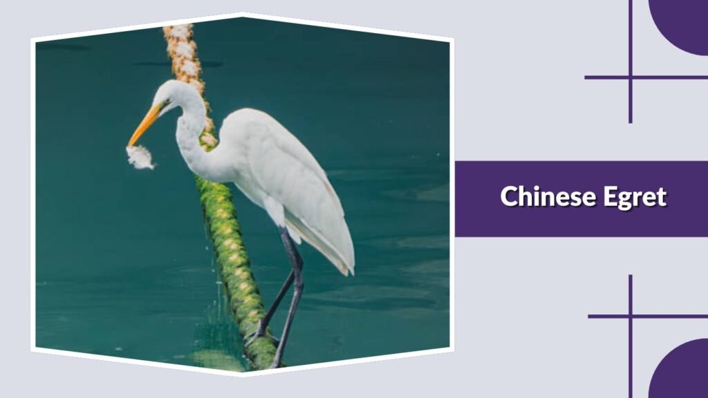 Chinese Egret