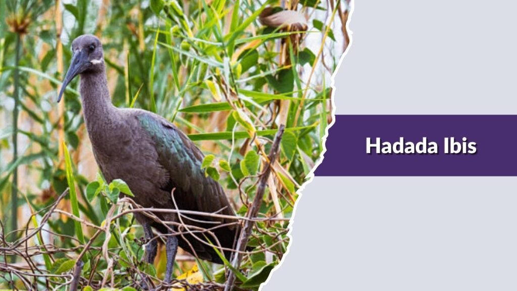 Hadada Ibis