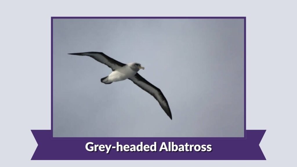 Grey-headed Albatross