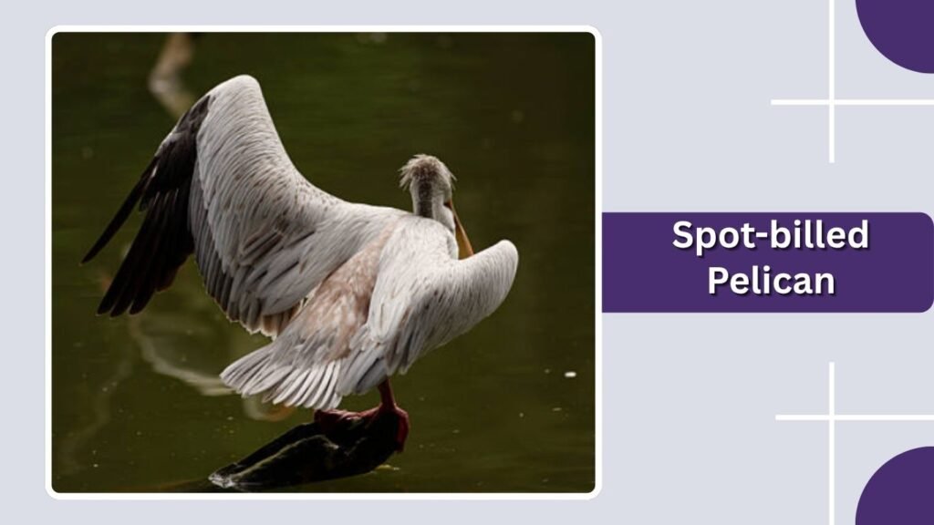 Spot-billed Pelican