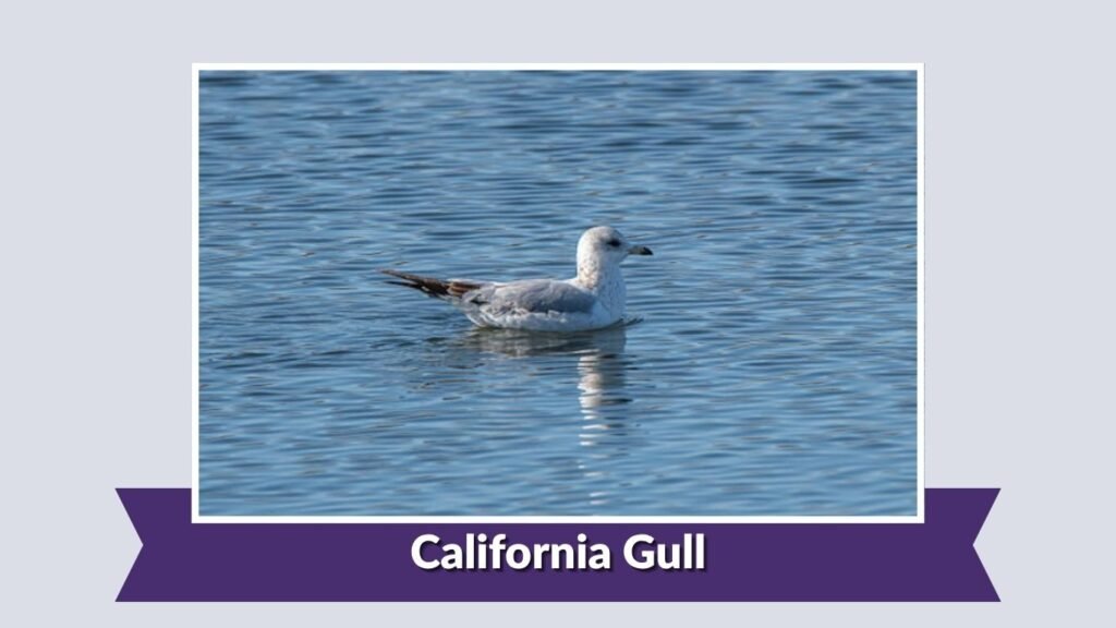 California Gull