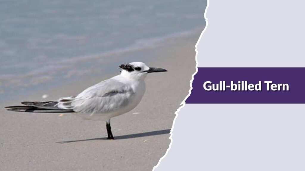 Gull-billed Tern
