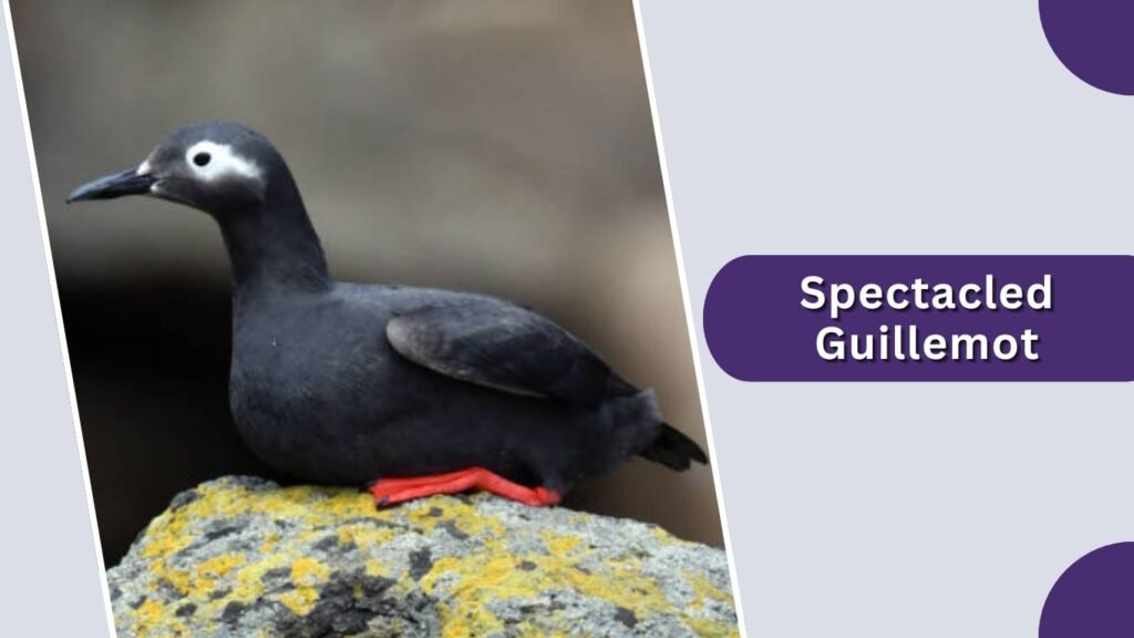 Spectacled Guillemot
